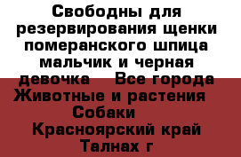 Свободны для резервирования щенки померанского шпица мальчик и черная девочка  - Все города Животные и растения » Собаки   . Красноярский край,Талнах г.